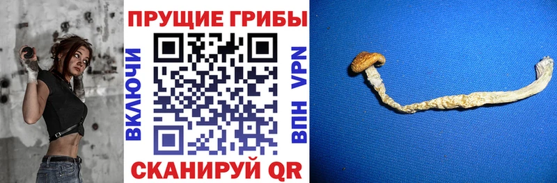 блэк спрут ONION  Мамоново  Псилоцибиновые грибы Cubensis 